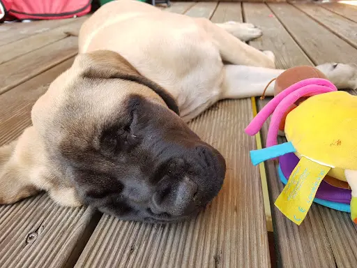 Adc Education Canine