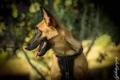 Ns Canine 74
