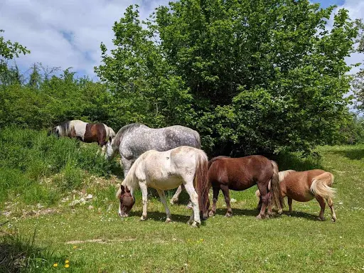 Equi Liens : Équithérapie - Médiation Équine