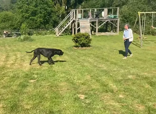Dog S Community
