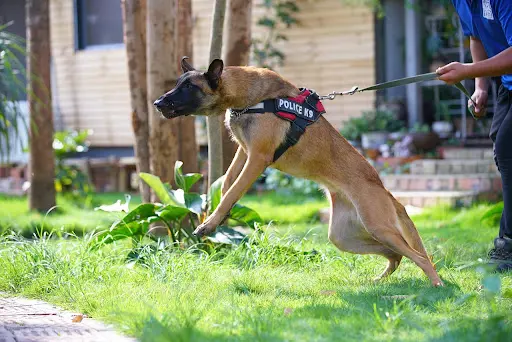 Positivedog Éducateur Canin Comportementaliste 66