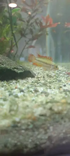 Smatco Aquariums Bordeaux