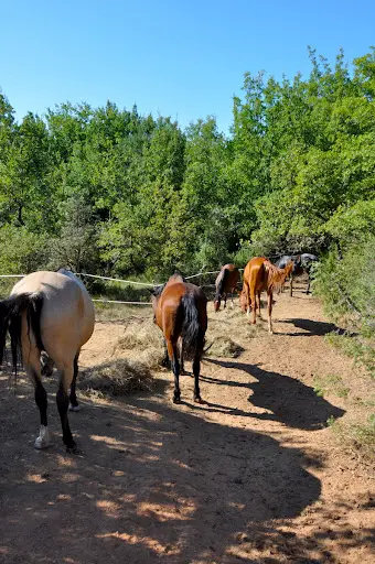 Terres et Chevaux - Agro-écologie Équine