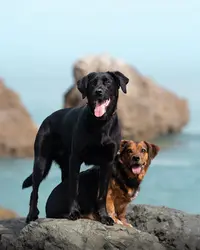 So&dogs - Éducation et Comportement Canin À Bayonne, 64