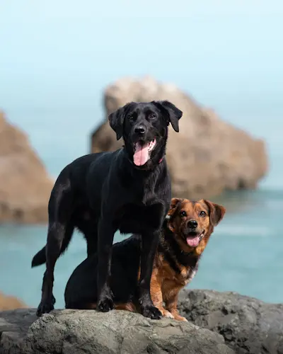 So&dogs - Éducation et Comportement Canin À Bayonne, 64