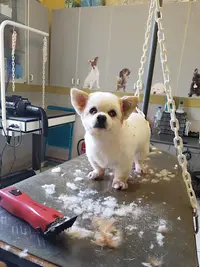 Jimmy Dog Toilettage