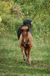 Haras des Pommiers