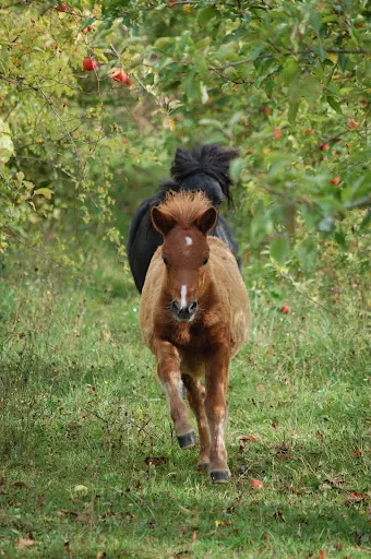 Haras des Pommiers