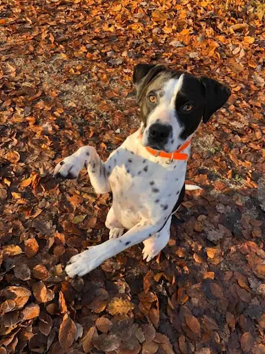Dog S Coaching