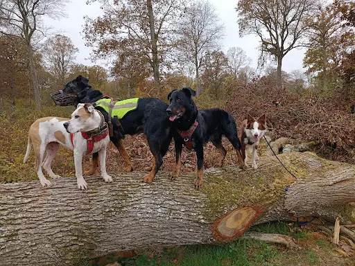Kalydogs