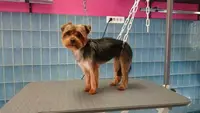 Best Of Dog