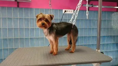 Best Of Dog