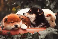 Shukumei No Akiko - Shiba Inu