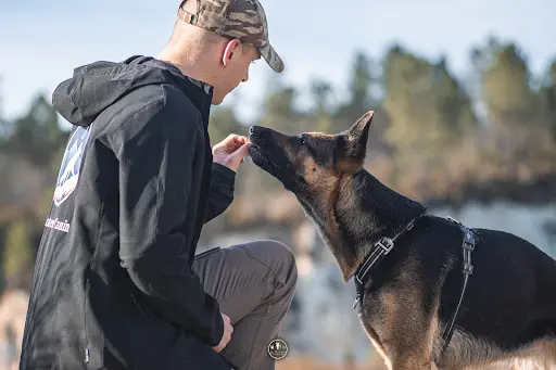 Cani Adventures -educateur Canin