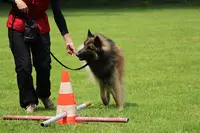 Educanis
