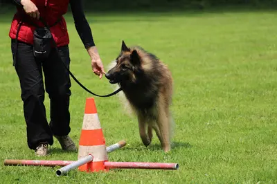 Educanis