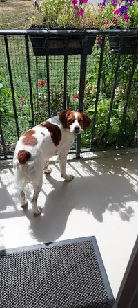 Le Gite Canin