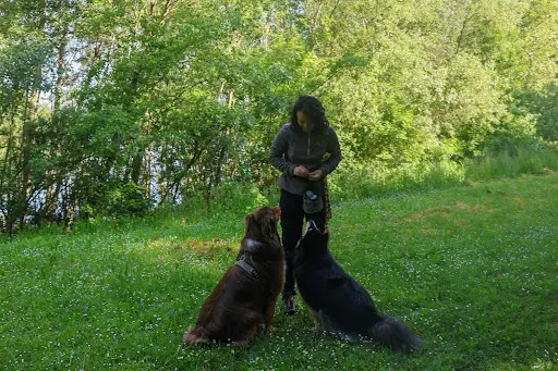 Symbi Os 01 - Pet-sitter et Éducateur Canin À Savigneux