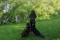 Symbi Os 01 - Pet-sitter et Éducateur Canin À Savigneux