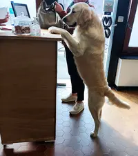 Au Nom d'Un Chien Toilettage À Domicile
