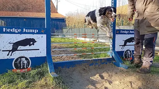 S Cooldog