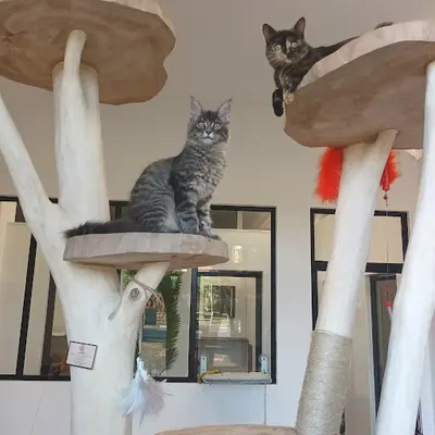Villa Natcat