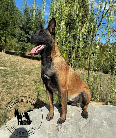 Élevage du Chemin des Complices