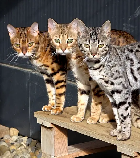 Chatterie du Diamant Sauvage Élevage de Chats Bengal