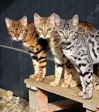 Chatterie du Diamant Sauvage Élevage de Chats Bengal