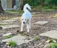 Village Cani-vacances