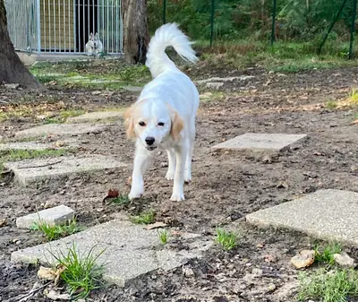 Village Cani-vacances