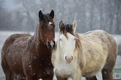 Paint Horse Angels