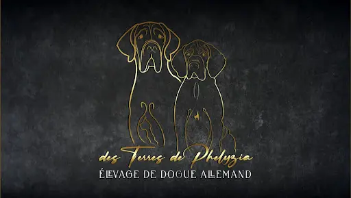 Élevage de Dogues Allemand des Terres de Phelyzia