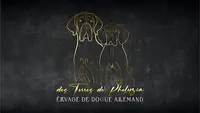 Élevage de Dogues Allemand des Terres de Phelyzia