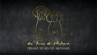 Élevage de Dogues Allemand des Terres de Phelyzia