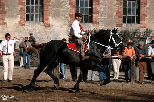 Haras de Montigny