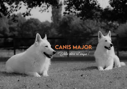 Canis Major