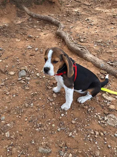 Domaine de la Diamantaire | Élevage Canin de Beagle