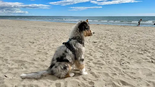 Caniéduc - Educateur et Comportementaliste Canin À Montpellier et Alentours