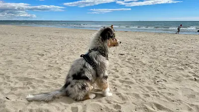 Caniéduc - Educateur et Comportementaliste Canin À Montpellier et Alentours