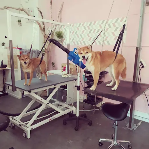 Dog Angel Salon de Toilettage Chiens Chats
