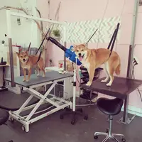 Dog Angel Salon de Toilettage Chiens Chats