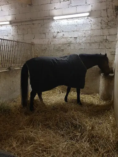 Le Royaume du Cheval