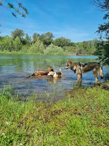 Ô Chien Paisible - Educateur Canin Comportementaliste - de Cannes À St Laurent du Var