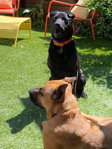 Ooh My D🐾g ! - Ooh My Dog