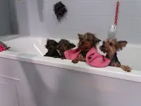 Au Salon du Chien Chez Isabelle