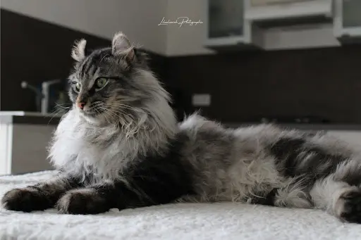 Chatterie de Soroun Sweet : Élevage de Maine Coon et American Curl, Vente de Chaton, Lot et Garonne, Nouvelle-aquitaine