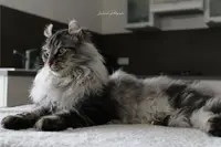 Chatterie de Soroun Sweet : Élevage de Maine Coon et American Curl, Vente de Chaton, Lot et Garonne, Nouvelle-aquitaine