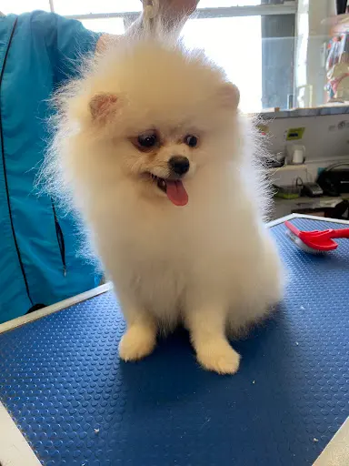 Une Vie de Chien