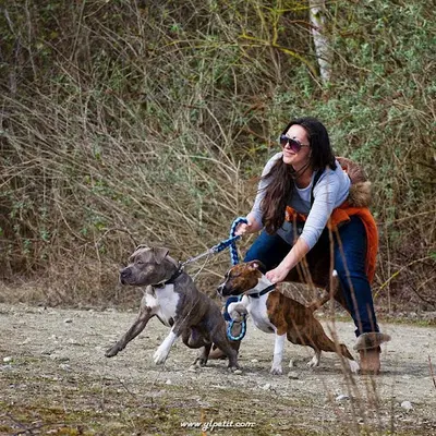 Alexandra Education Canine 78